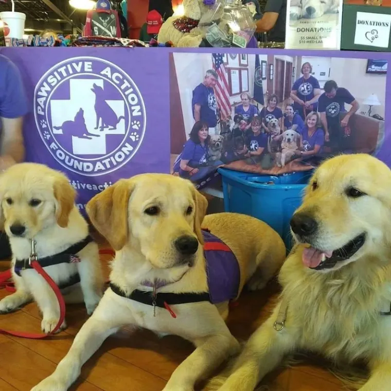 Najslađi zaposlenici godine. Psi na radnim mjestima ukrast će vam srca