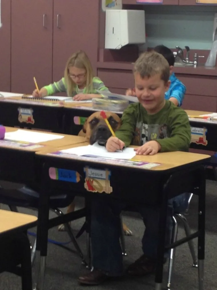 Najslađi zaposlenici godine. Psi na radnim mjestima ukrast će vam srca