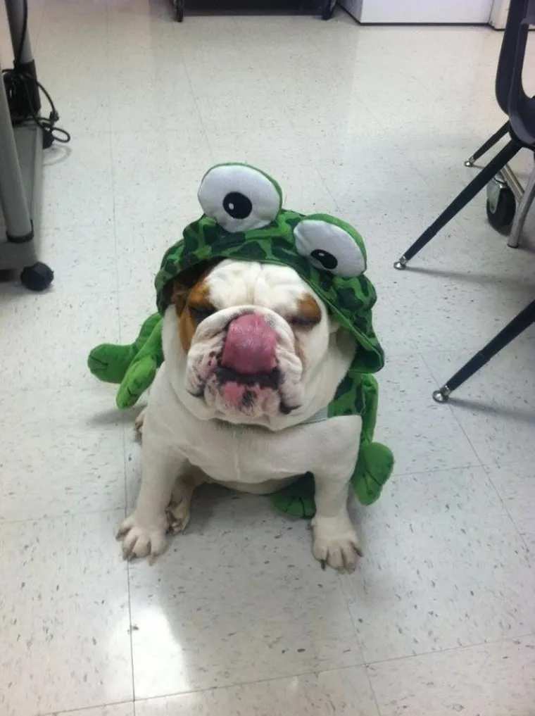 Najslađi zaposlenici godine. Psi na radnim mjestima ukrast će vam srca