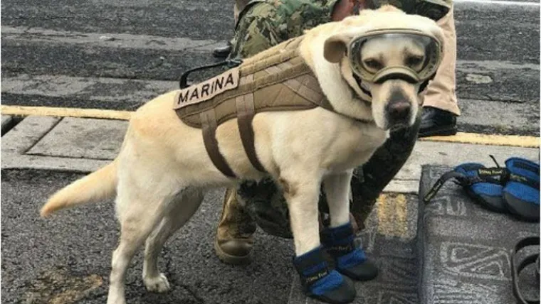 Najslađi zaposlenici godine. Psi na radnim mjestima ukrast će vam srca