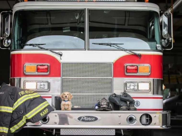 Najslađi zaposlenici godine. Psi na radnim mjestima ukrast će vam srca