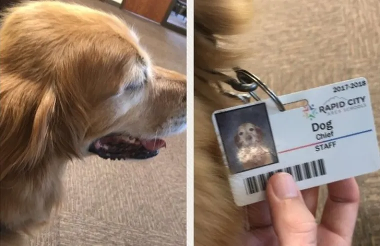 Najslađi zaposlenici godine. Psi na radnim mjestima ukrast će vam srca