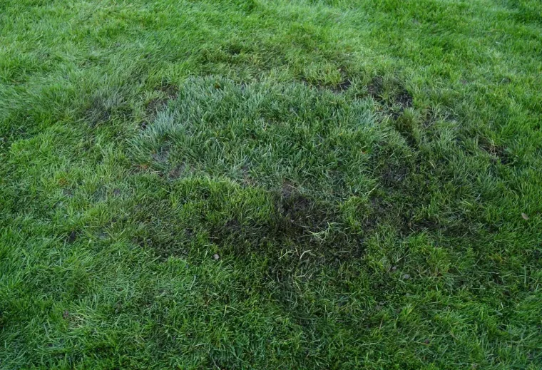 Ispred Me&scaron;trovićevog paviljona, Živi zid je organizirao akciju sađenja magnolija kako bi iskazali svoje neslaganje s politikom gradonačelnika Milana Bandića, koji je prije nekoliko tjedana otvorio novouređeni Trg žrtava fa&scaron;izma s umjetnom travom.