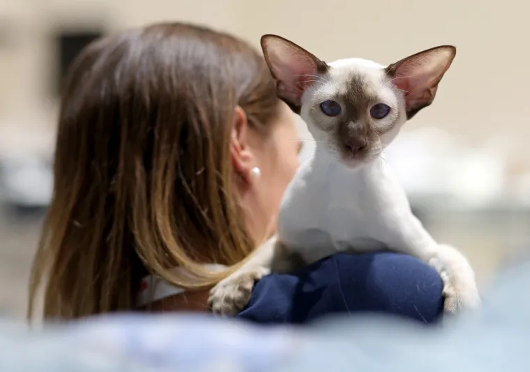 Najljep&scaron;e mace Europe: Održana Međunarodna izložba mačaka, a natjecale su se i iznimno rijetke vrste