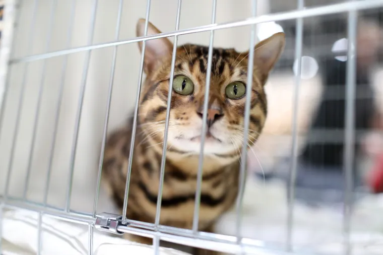 Najljep&scaron;e mace Europe: Održana Međunarodna izložba mačaka, a natjecale su se i iznimno rijetke vrste