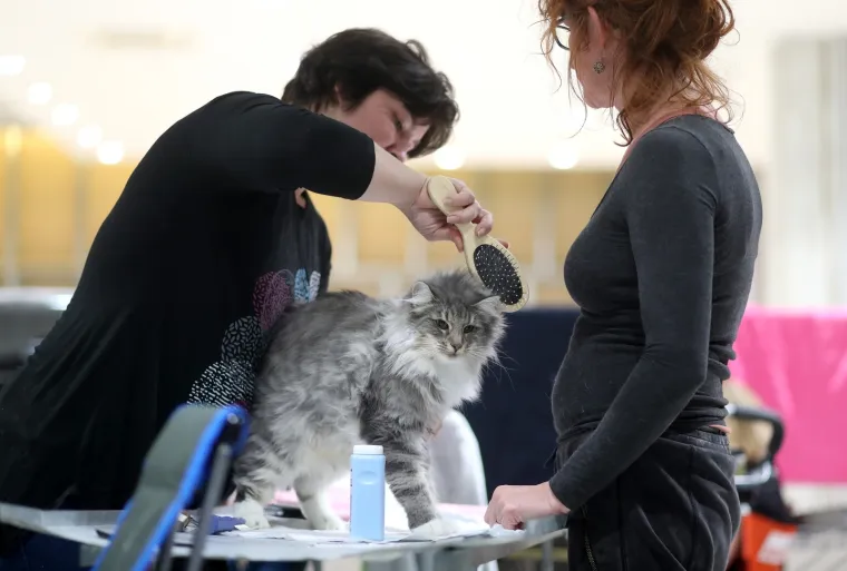 Najljep&scaron;e mace Europe: Održana Međunarodna izložba mačaka, a natjecale su se i iznimno rijetke vrste