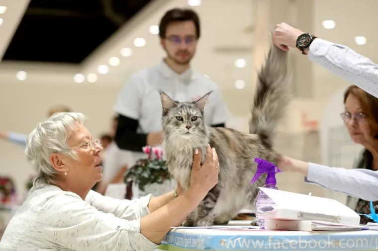Najljep&scaron;e mace Europe: Održana Međunarodna izložba mačaka, a natjecale su se i iznimno rijetke vrste