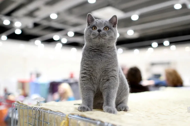 Najljep&scaron;e mace Europe: Održana Međunarodna izložba mačaka, a natjecale su se i iznimno rijetke vrste