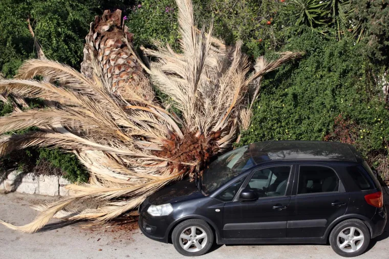 Tijekom noći i ranim jutarnjim satima u Lučićevoj ulici u Splitu sru&scaron;ila se palma i pala na parkirano vozilo. Sumnja se na bolest stabala koja je zaprijetila &scaron;umi Marjan gdje također padaju bolesna stabla.