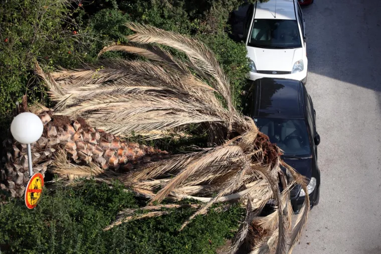 Tijekom noći i ranim jutarnjim satima u Lučićevoj ulici u Splitu sru&scaron;ila se palma i pala na parkirano vozilo. Sumnja se na bolest stabala koja je zaprijetila &scaron;umi Marjan gdje također padaju bolesna stabla.