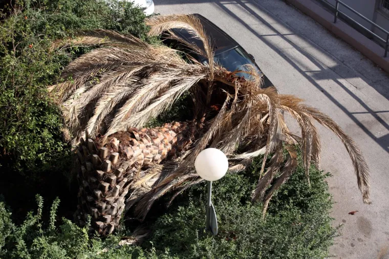 Tijekom noći i ranim jutarnjim satima u Lučićevoj ulici u Splitu sru&scaron;ila se palma i pala na parkirano vozilo. Sumnja se na bolest stabala koja je zaprijetila &scaron;umi Marjan gdje također padaju bolesna stabla.