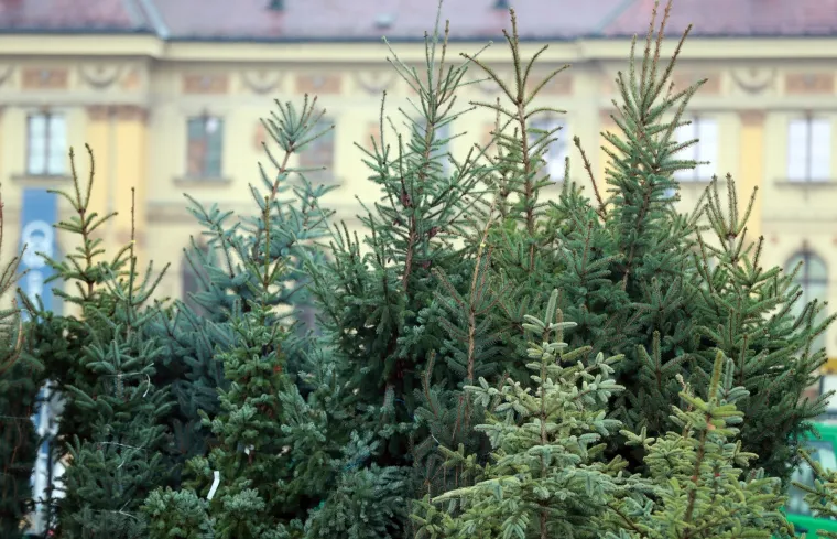 Pripreme za najljep&scaron;i Advent u Europi: Oko HNK postavljeno čak 50 borova!
