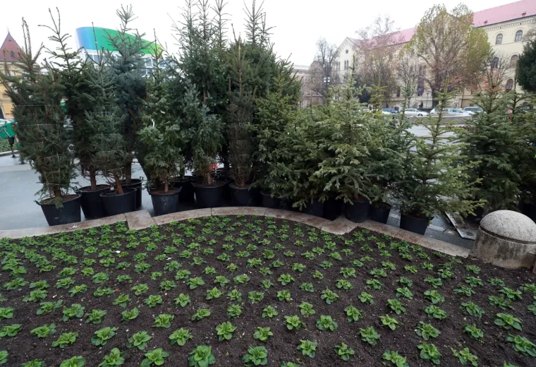 Pripreme za najljep&scaron;i Advent u Europi: Oko HNK postavljeno čak 50 borova!