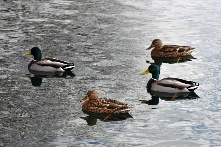 Tmuran kasnojesenski dan u Skradinu