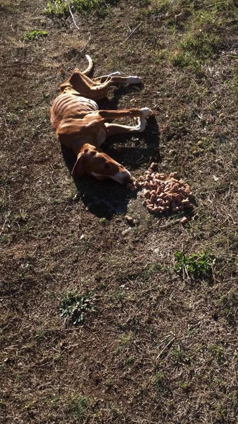 Psić Bono (Stipe) pronađen je u izgladnjelom stanju u mjestu Oti&scaron;ić kod Sinja, no nažalost, nije preživio