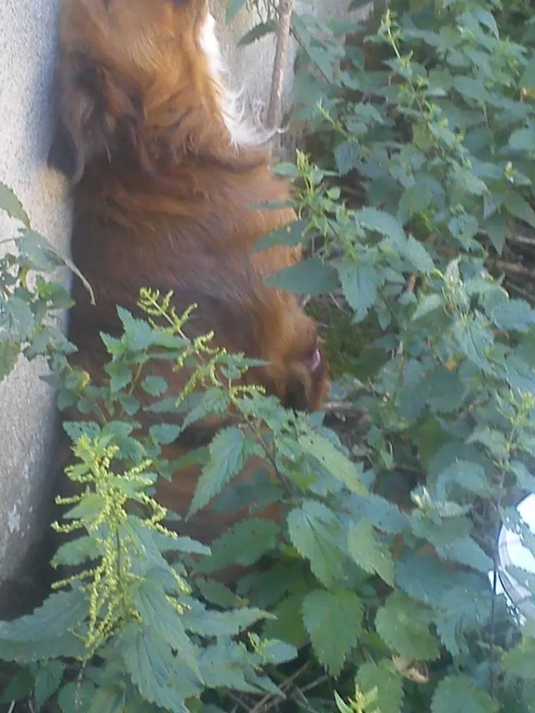 Psiću je odsječena &scaron;apa, a kada se poku&scaron;ao skloniti od zlostavljača, mje&scaron;tani su ga pretukli