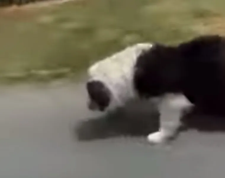 Ovog psa netko je u Borovom selu zavezao za automobil i vukao. Pas je padao od umora