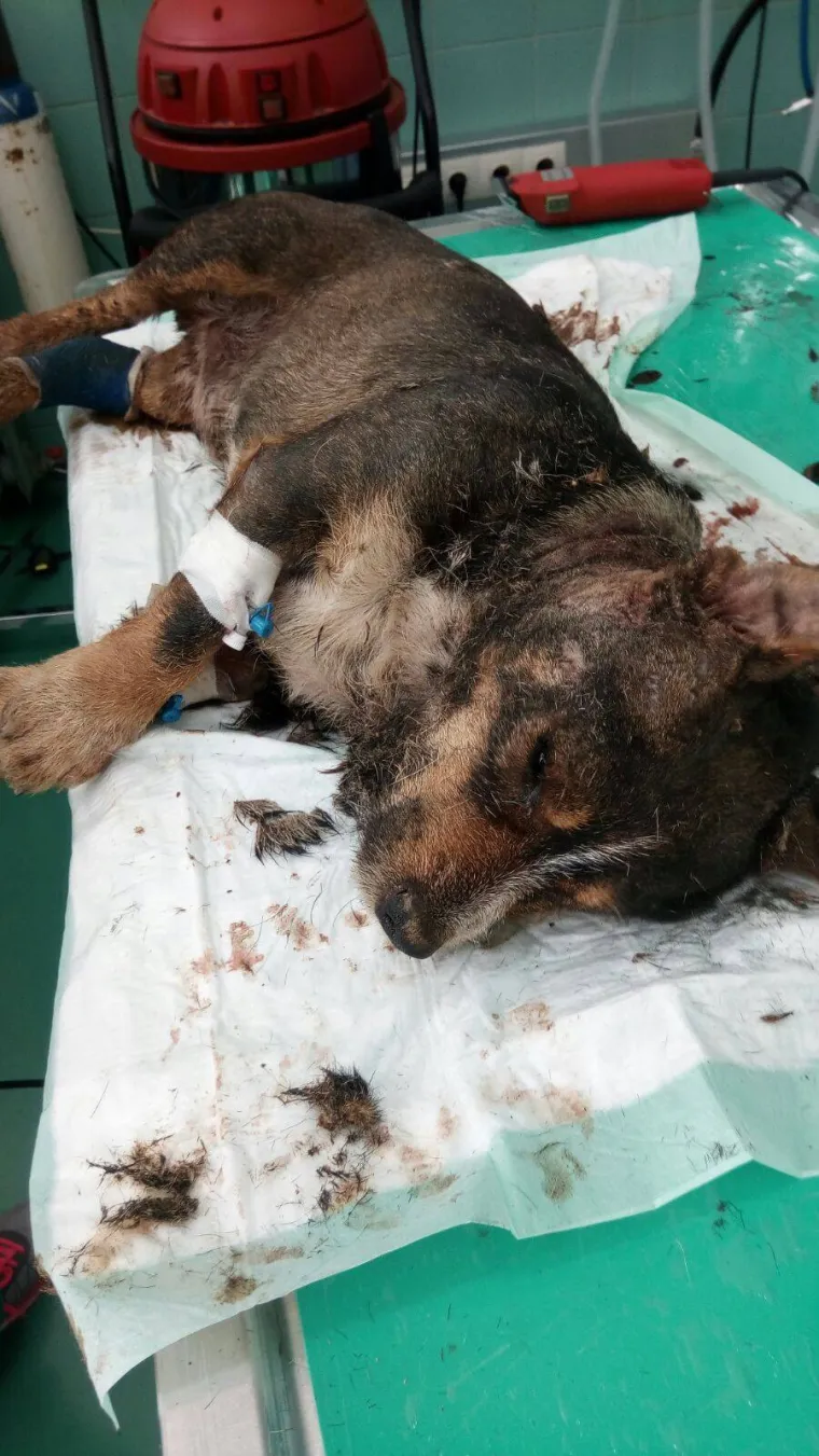 Ovaj pas živ je zakopan u Vugrovcu kod Sesveta. Nije preživio