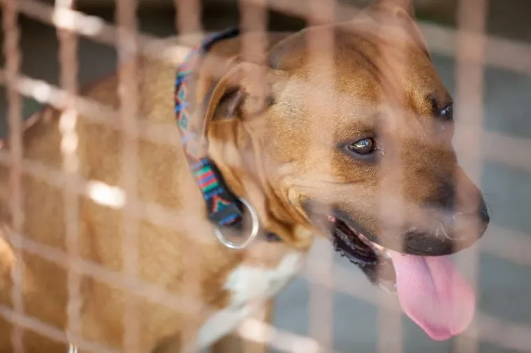U mjestu Kovačevec kod Nove Gradi&scaron;ke mu&scaron;karac je sjekirom ubio svojeg psa jer ga je živciralo lajanje