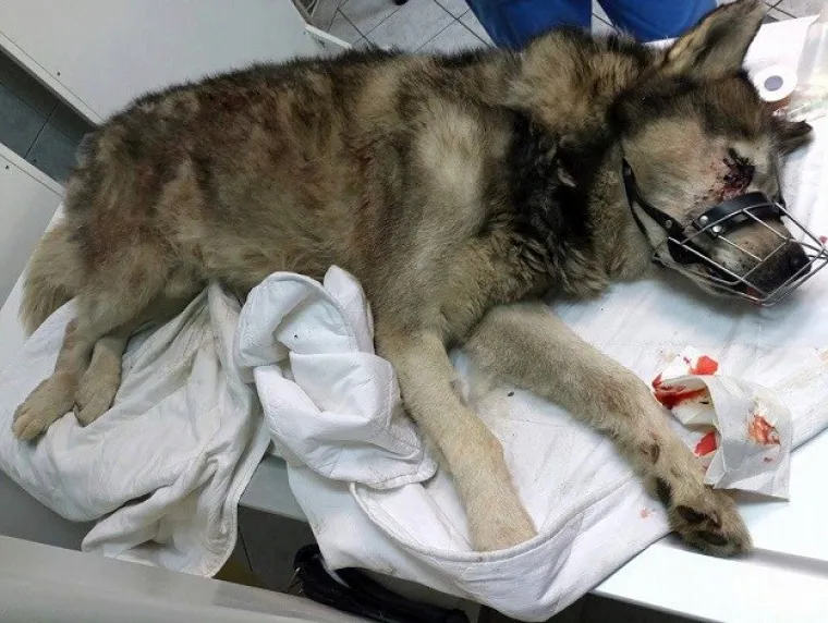 Feliksa je njegov vlasnik u Osijeku pretukao metalnom &scaron;ipkom. Pomoć je stigla prekasno. Feliks je uginuo.