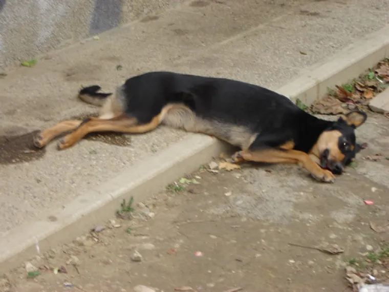 Zlostavljač je ubio psa baciv&scaron;i ga s četvrtog kata u Puli