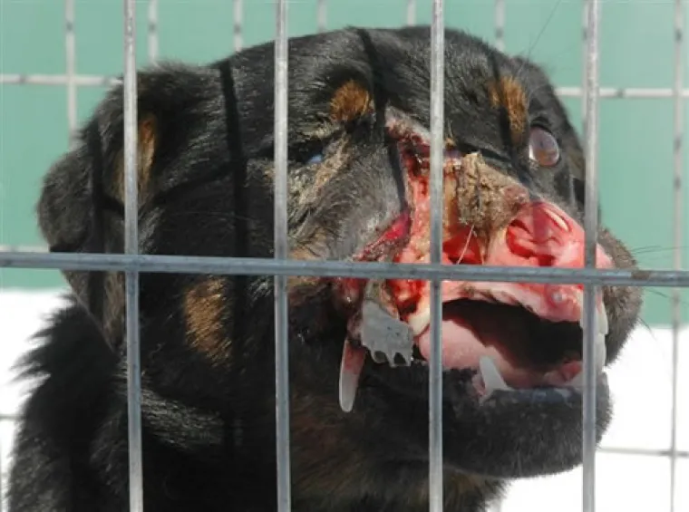 Pas unakažen lovačkim nožem i sačmaricom kod Varaždina