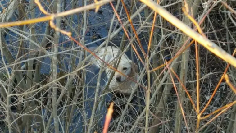 Kod Koprivnice zlostavljač je propucao psa i bacio ga u bunar