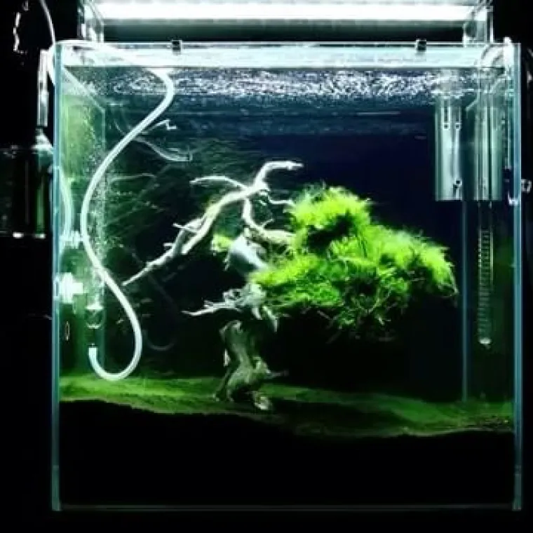 Azuma Makoto vrhunski je umjetnik koji svakodnevno radi s cvijećem