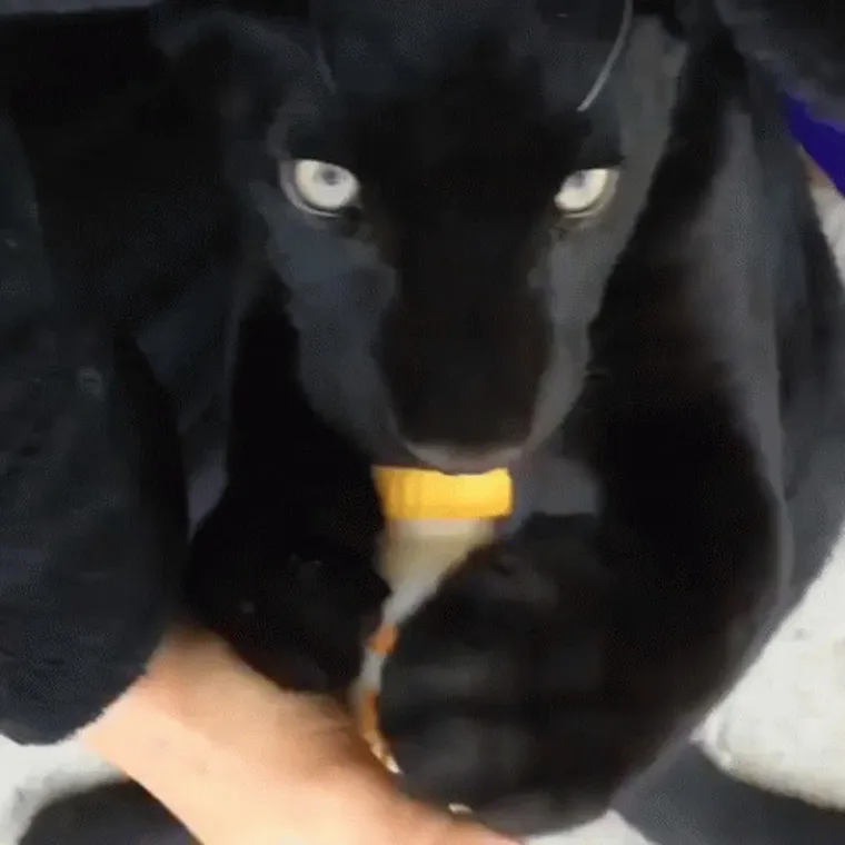 OSJEĆATE LI DA ĆETE PUKNUTI? Umjesto da se istresete na &scaron;efa ili kolegu, ispunite se pozitivom listajući ove divne fotke