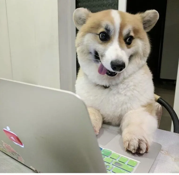 OSJEĆATE LI DA ĆETE PUKNUTI? Umjesto da se istresete na &scaron;efa ili kolegu, ispunite se pozitivom listajući ove divne fotke