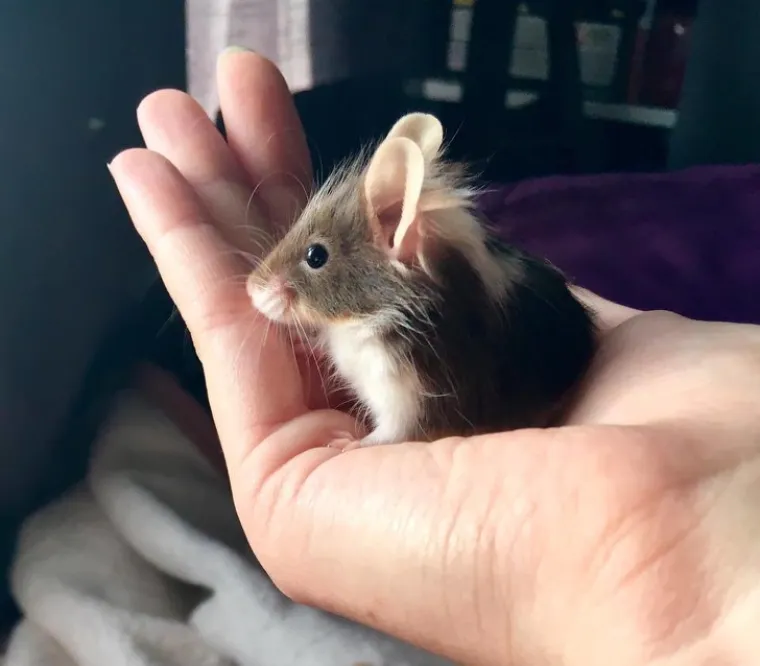 OSJEĆATE LI DA ĆETE PUKNUTI? Umjesto da se istresete na &scaron;efa ili kolegu, ispunite se pozitivom listajući ove divne fotke