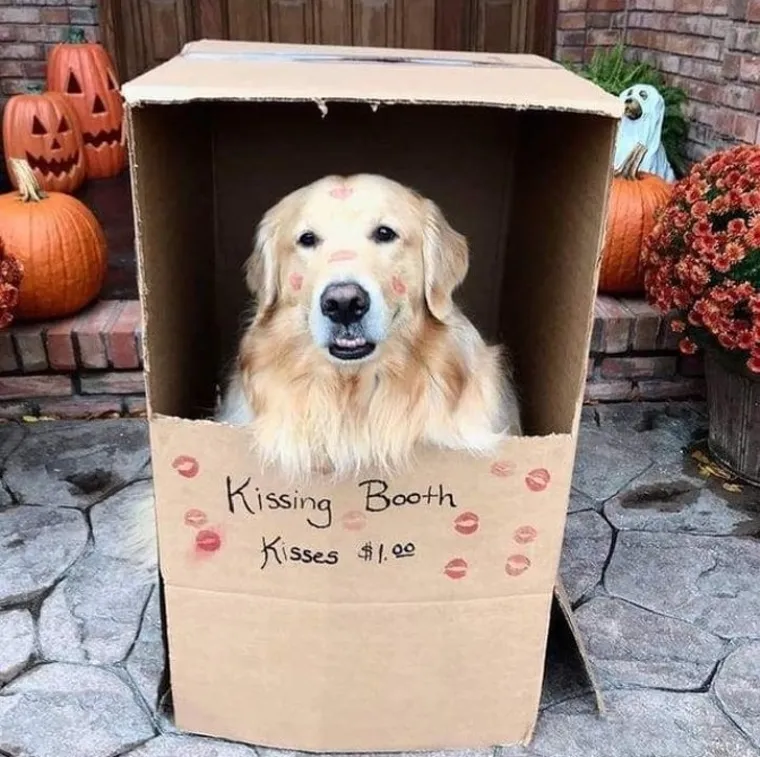 OSJEĆATE LI DA ĆETE PUKNUTI? Umjesto da se istresete na &scaron;efa ili kolegu, ispunite se pozitivom listajući ove divne fotke