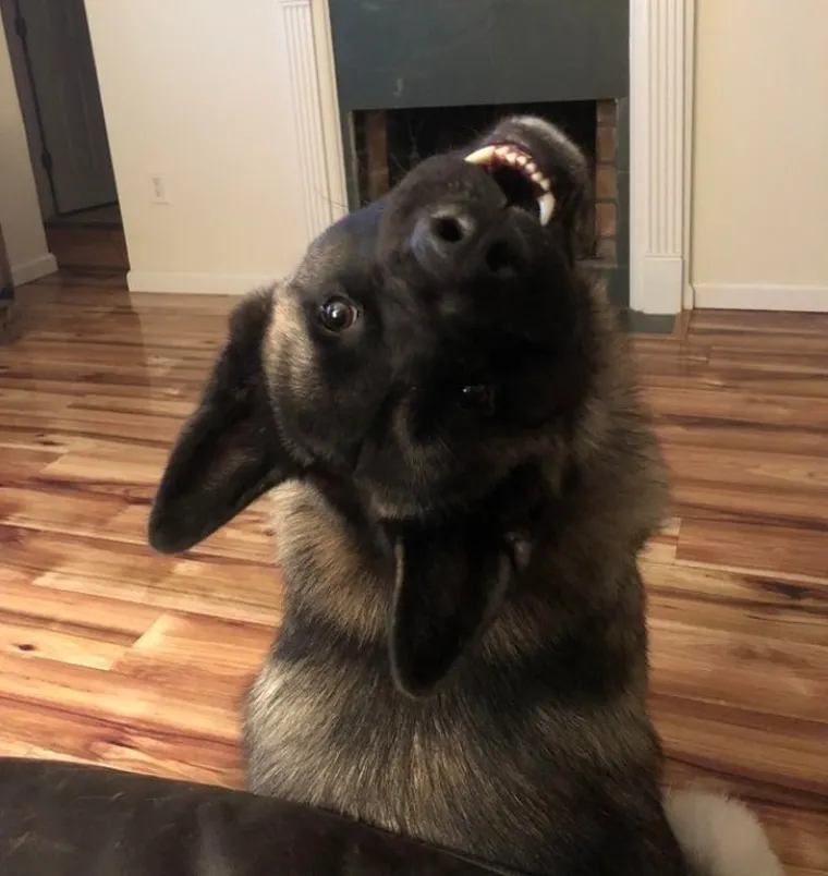 OSJEĆATE LI DA ĆETE PUKNUTI? Umjesto da se istresete na &scaron;efa ili kolegu, ispunite se pozitivom listajući ove divne fotke