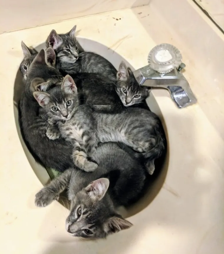 OSJEĆATE LI DA ĆETE PUKNUTI? Umjesto da se istresete na &scaron;efa ili kolegu, ispunite se pozitivom listajući ove divne fotke