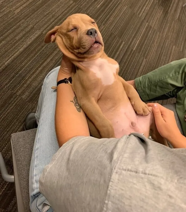 OSJEĆATE LI DA ĆETE PUKNUTI? Umjesto da se istresete na &scaron;efa ili kolegu, ispunite se pozitivom listajući ove divne fotke