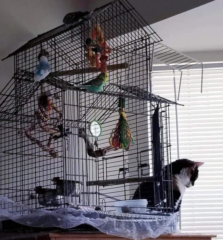 KAO DA IM JE VLASNIK ANTUNTUN: Ovim mačkama logika nije jača strana, ali neka su one nama žive i zdrave