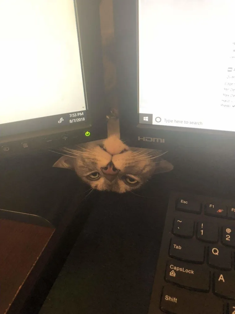 KAO DA IM JE VLASNIK ANTUNTUN: Ovim mačkama logika nije jača strana, ali neka su one nama žive i zdrave