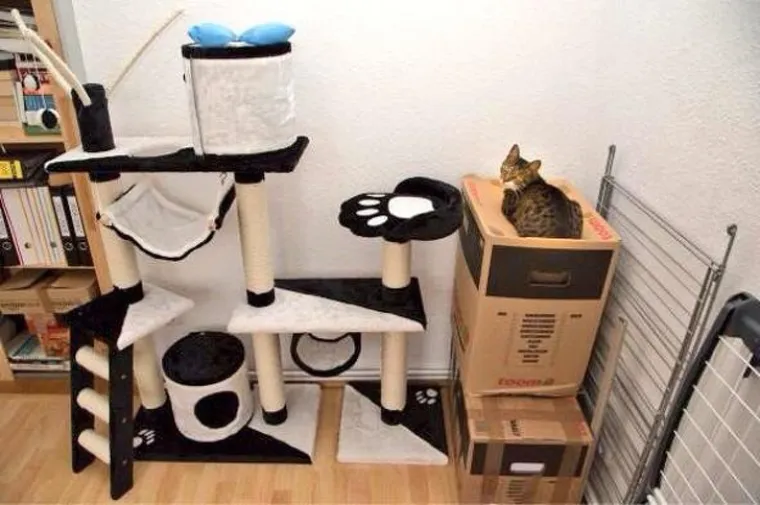 KAO DA IM JE VLASNIK ANTUNTUN: Ovim mačkama logika nije jača strana, ali neka su one nama žive i zdrave