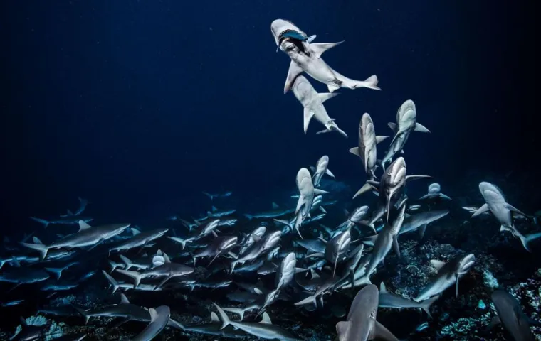 National Geographic izabrao 100 najboljih slika ove godine, evo kojih je 20 nas odu&scaron;evilo