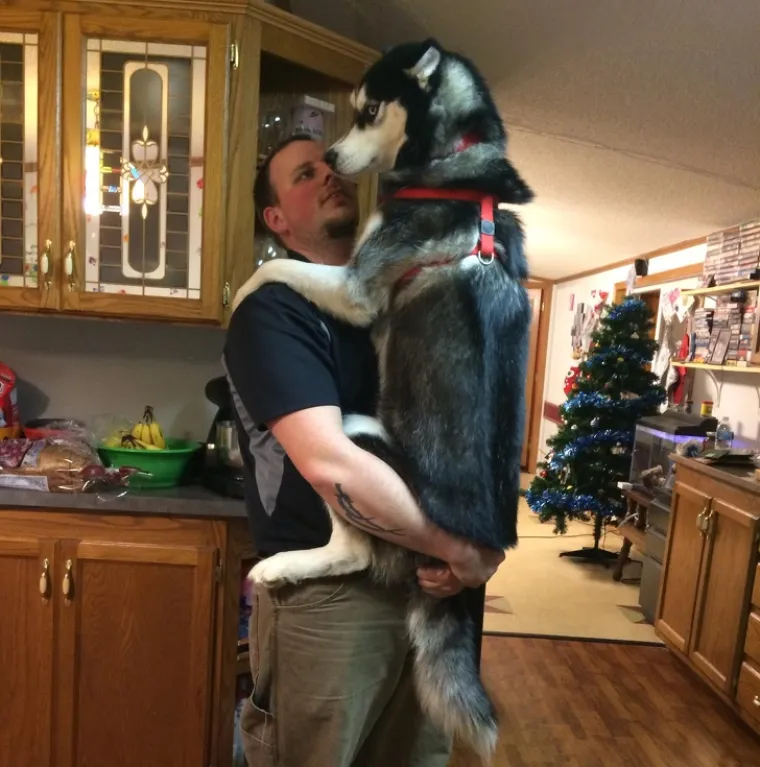 Pseći um je misterij, ali zbog toga su i neodoljivi