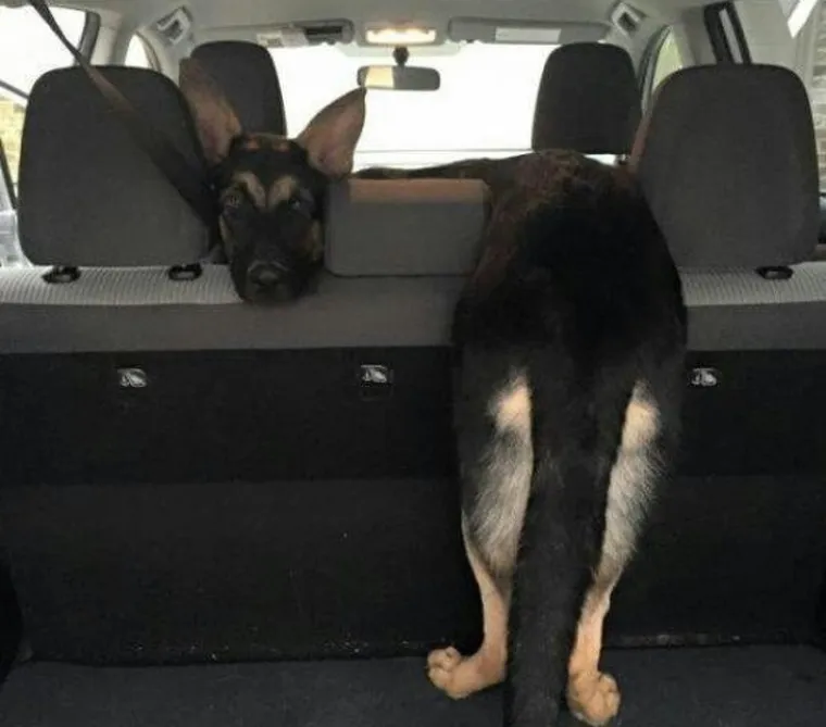 Pseći um je misterij, ali zbog toga su i neodoljivi