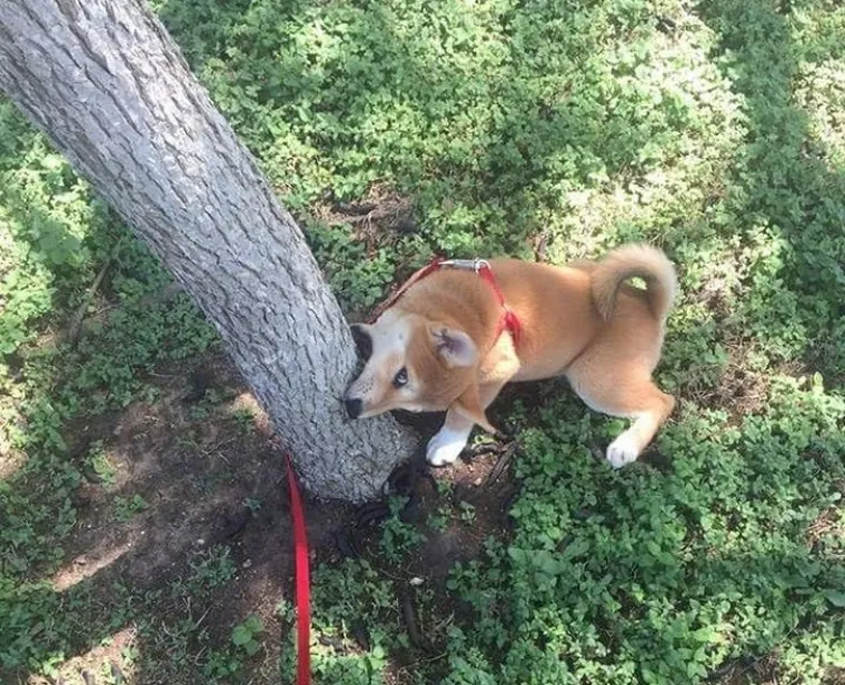 Pseći um je misterij, ali zbog toga su i neodoljivi