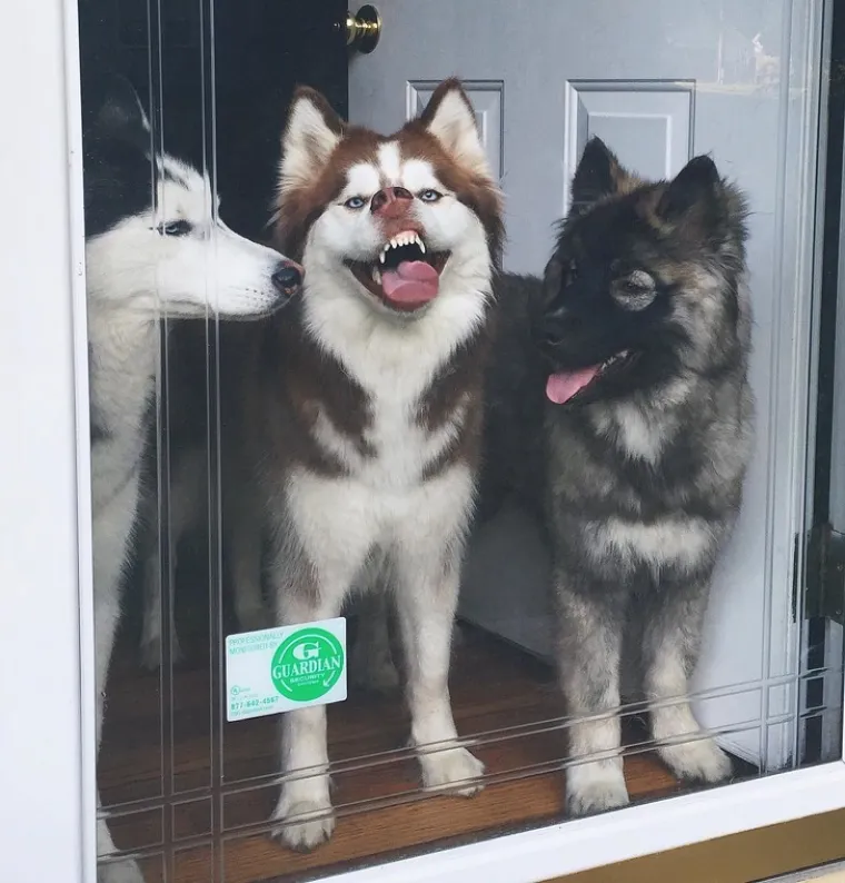 Pseći um je misterij, ali zbog toga su i neodoljivi