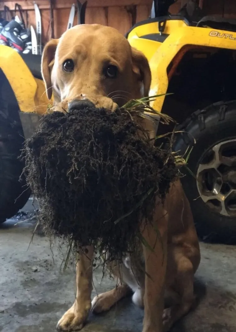 Pseći um je misterij, ali zbog toga su i neodoljivi