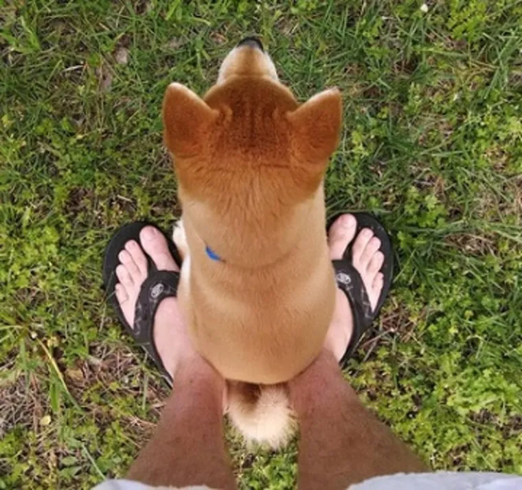 Pseći um je misterij, ali zbog toga su i neodoljivi