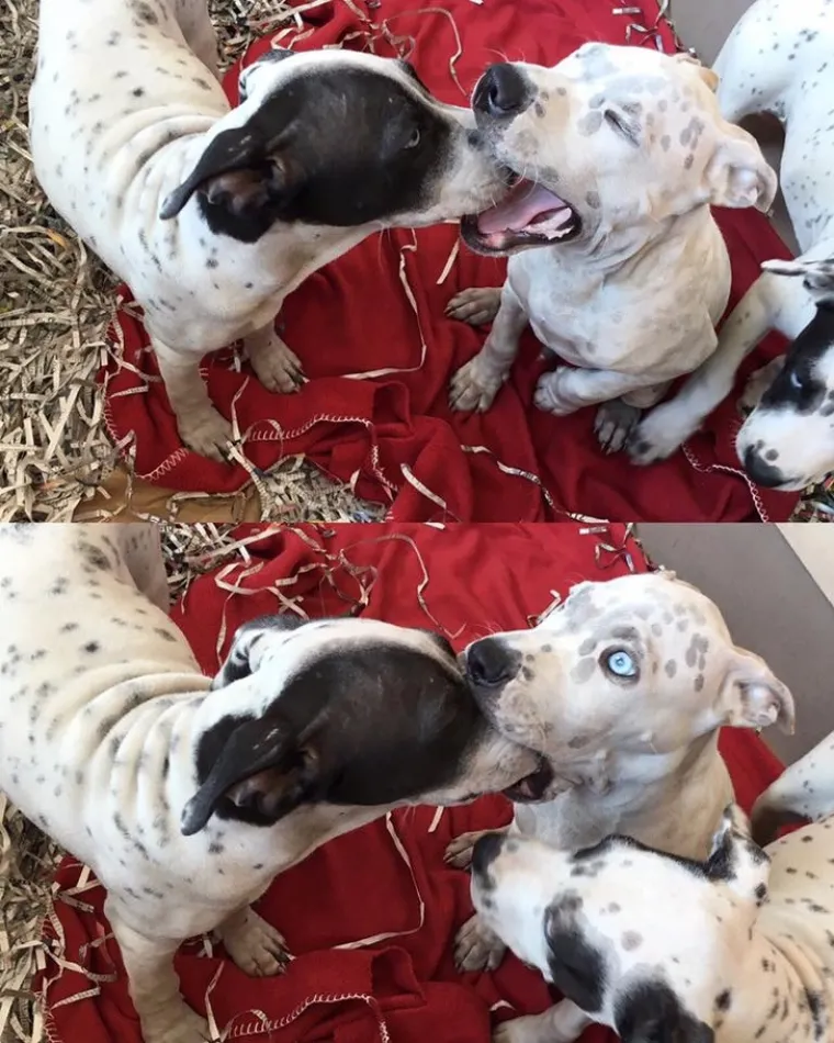 Pseći um je misterij, ali zbog toga su i neodoljivi