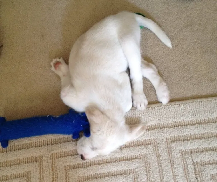 Pseći um je misterij, ali zbog toga su i neodoljivi