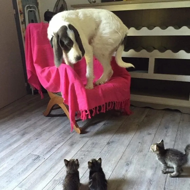 Pseći um je misterij, ali zbog toga su i neodoljivi