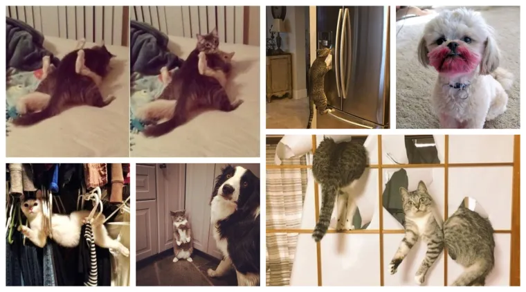 Uljep&scaron;at će Vam dan: 20 genijalnih ljubimaca uhvaćenih 'na djelu'