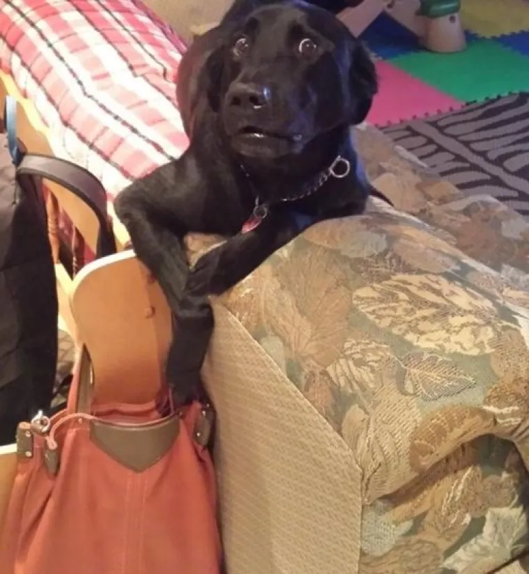 Uljep&scaron;at će Vam dan: 20 genijalnih ljubimaca uhvaćenih 'na djelu'